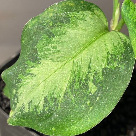 Aglaonema pictum " White-Devil" from Sumatera Barat [AZ0715-2]