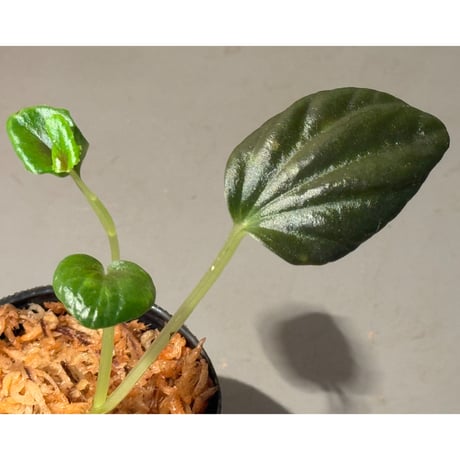 Peperomia sp. "Black leaf"