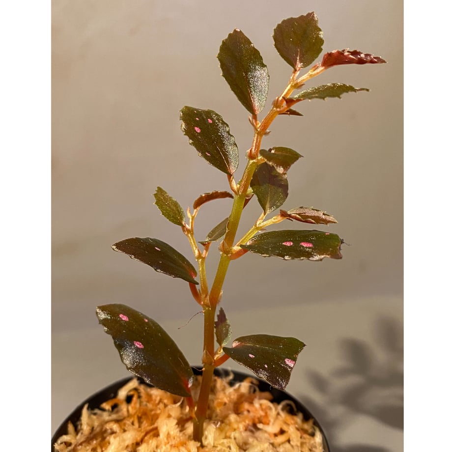 617d2085c15c5a27b78f6412
