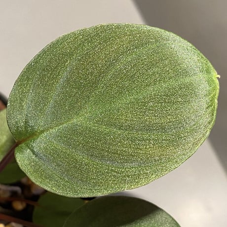 Homalomena sp. from Tambunan [TK200217]