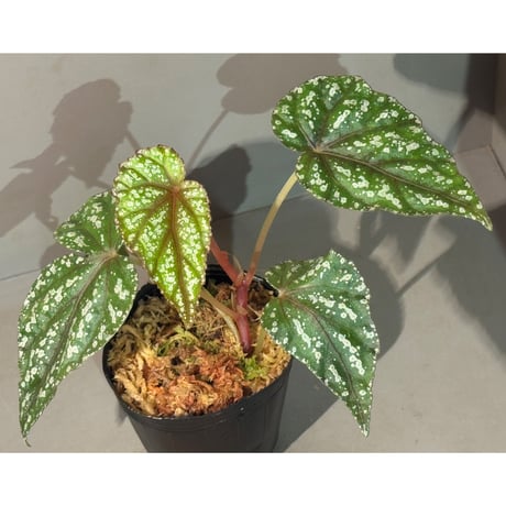 Begonia handelii var. prostrata from Viet Nam