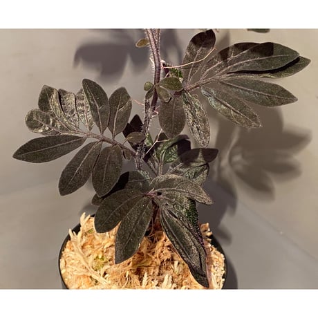 Solanum uleanum ②