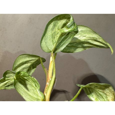 Philodendron sodiroi "Variegata"