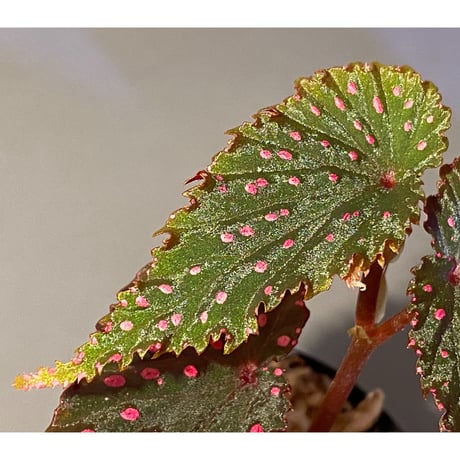 Begonia gracilicyma from Sumatera Barat [TB]
