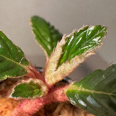 Acranthera sp. from Sekadau