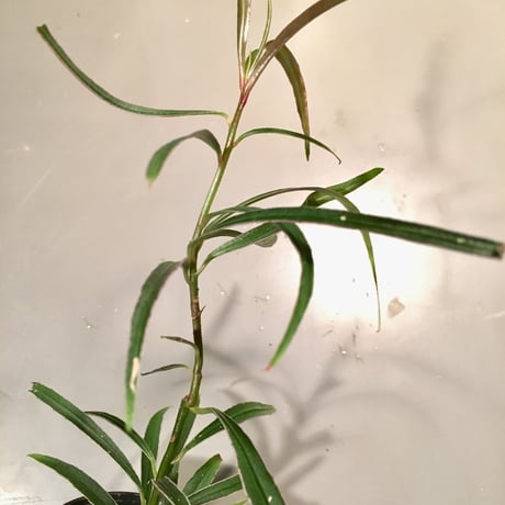 Ardisia sp. from Kapuas Hulu  Kalimantan barat
