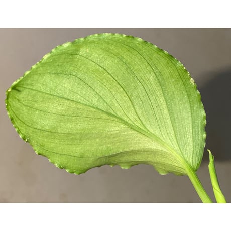 Homalomena sp. "Green" from Bogor