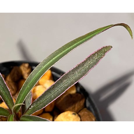 Ardisia sp. from Kapuas Hulu Kalimantan barat