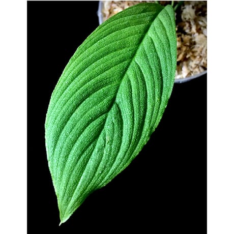 Homalomena asperifolia "Sumatra barat" [TB]