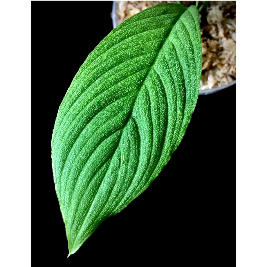 63889ff1688c4416a574f869
