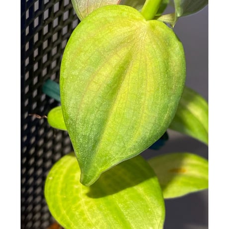 Philodendron sp. from Iquitos Peru [tanakay]