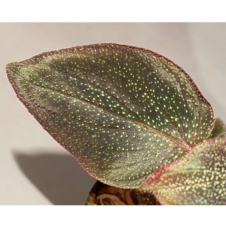 Sonerila sp. from Phitsanulok