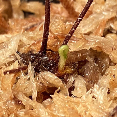 Hemionitis arifolia from Prachuap Khiri Khan