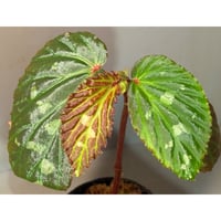 Begonia sp. from Kapuas hulu