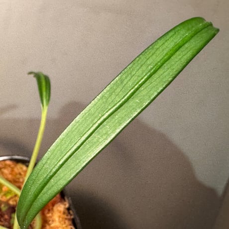 Aridarum cf. montanum from Sanggau West Kalimantan
