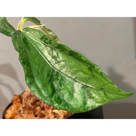 Elatostema sp. from Nopphitam [TK260915]