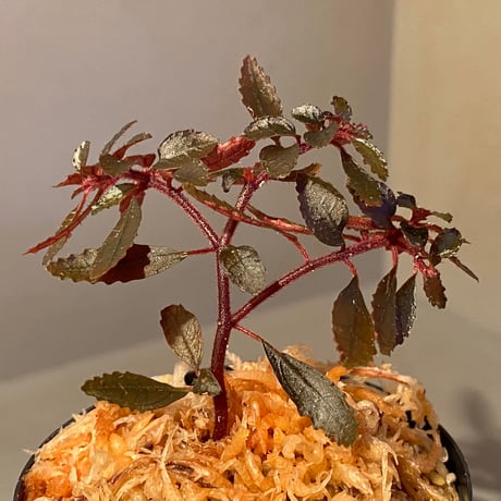 Triolena pileoides from Ecuador