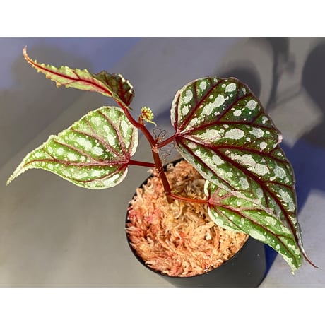 Begonia sp. from Sarikei [R1214-03a]