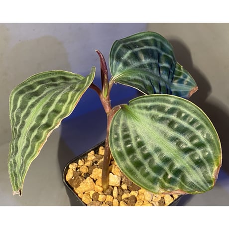 Geogenanthus undatus from Tarapoto Peru [tanakay]