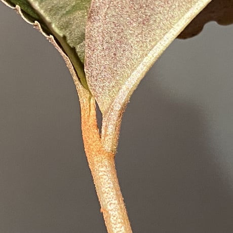 Labisia sp. "Sumatera Pink"