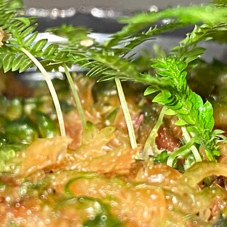 Selaginella biformis [STRINGE PLANTS]