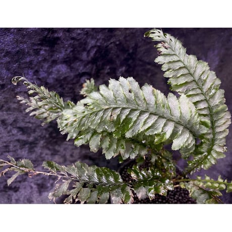 Cephalomanes sp. from Trat Thailand ④