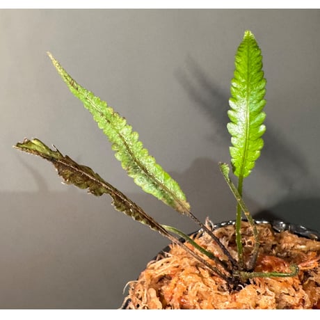 Thelypteris pinnatifida from Colombia [LA0316-03]