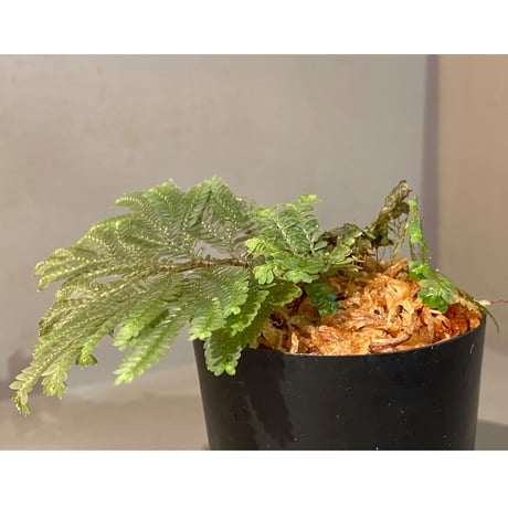 Selaginella picta
