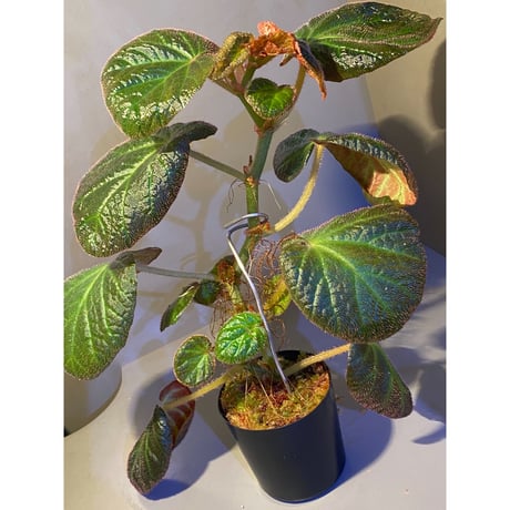 (大株) Begonia sp. from Manaus