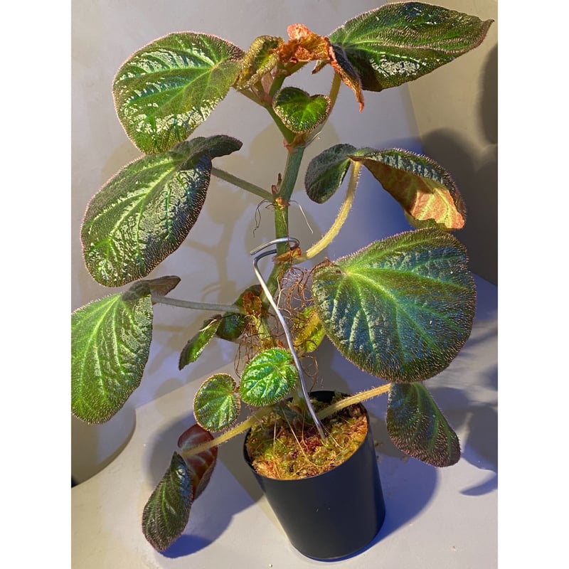 大株) Begonia sp. from Manaus | M・R・G・R