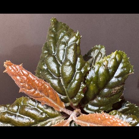 Ardisia sp. from Bengkulu [LA0315-1]