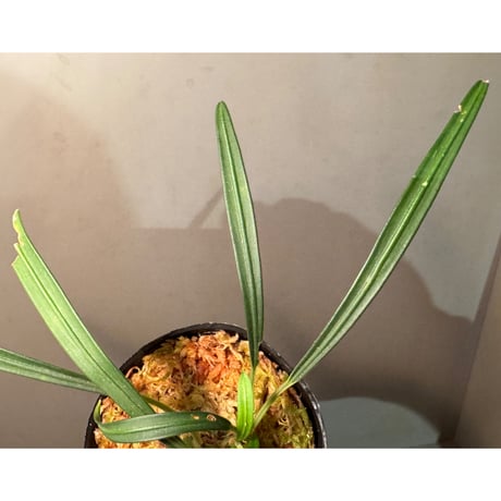 Aridarum cf. montanum from Sanggau West Kalimantan