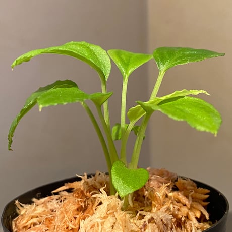 Homalomena sp. "Minimum" from Padan Utara [AZ0512-04]