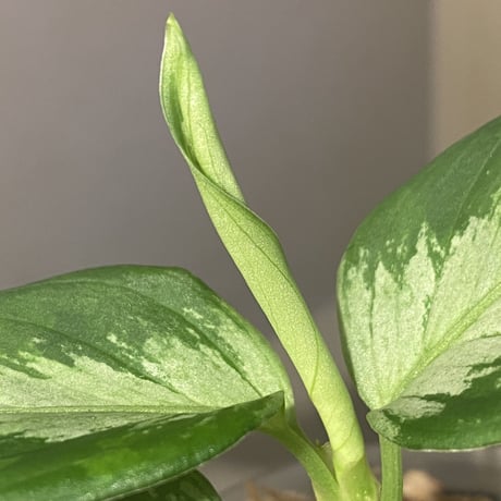Aglaonema pictum from Tapak Tuan Aceh [MA1510-86]