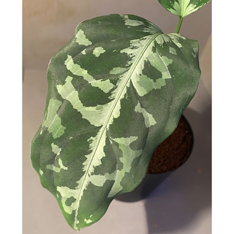 Aglaonema pictum A "しるば〜らいん" from Aceh sumatera [LA0616-05]