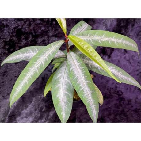 Labisia sp. from "Lebong" Bengkulu [TB]