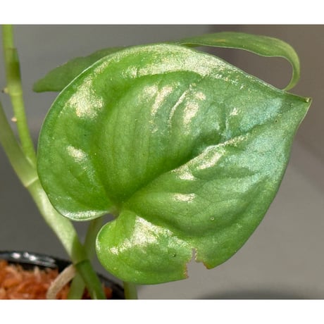 Scindapsus sp. from Pahang Malaysia