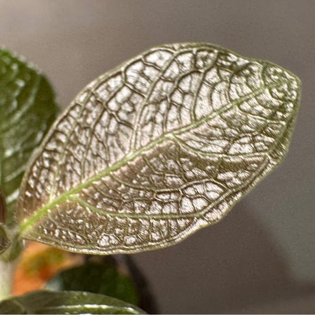 Ophiorrizha sp. from Kapuas hulu West Kalimantan