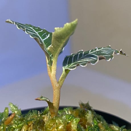 Ardisia sp. from Perlis Malaysia