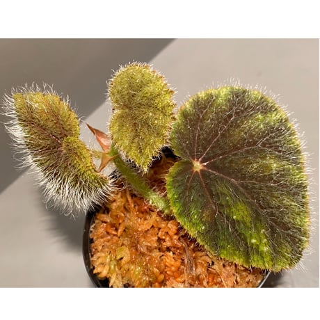 Begonia conipila from Borneo