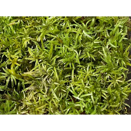Moss from Ipoh State Malaysia