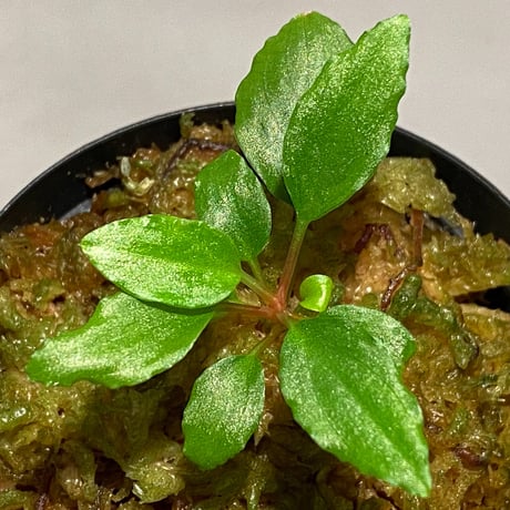 Homalomena sp. A from Sepuluh Koto wf1 [KZT]