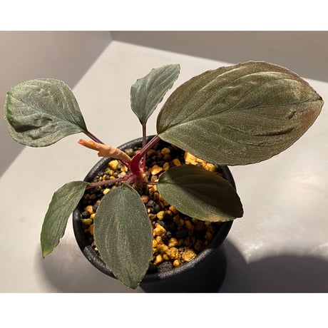 Homalomena sp. Sabah-2 [R1217-01c]