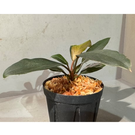 Homalomena sp. "濡烏" from Riau sumatera [LA0518-02]