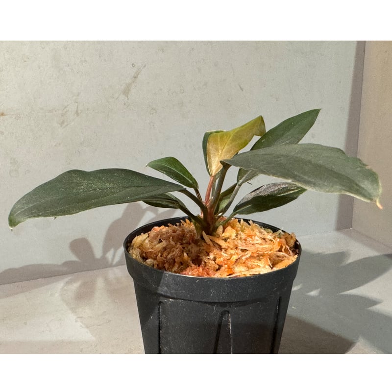 Homalomena sp. 
