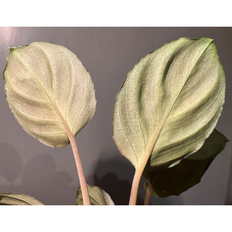 Homalomena sp. "Red" from Bogor