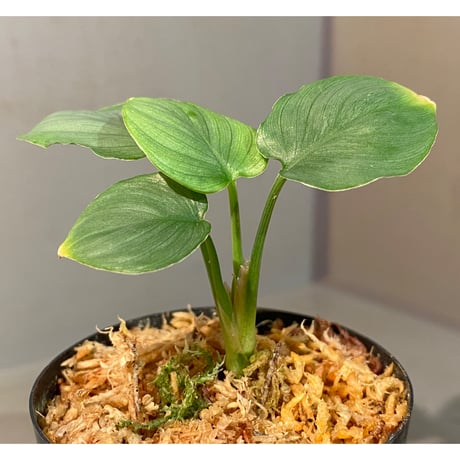 Homalomena sp. "Green" from Bogor