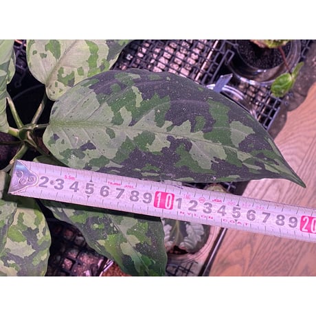 Aglaonema pictum tricolor from Aceh sumatera [LA0819-01b]