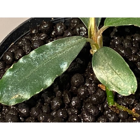 Bucephalandra sp. "Sintang-1" from Sintang [HW0220-03]