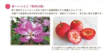 日専連ギフト】AKARIN5 赤～いりんご スキンローション・スキン